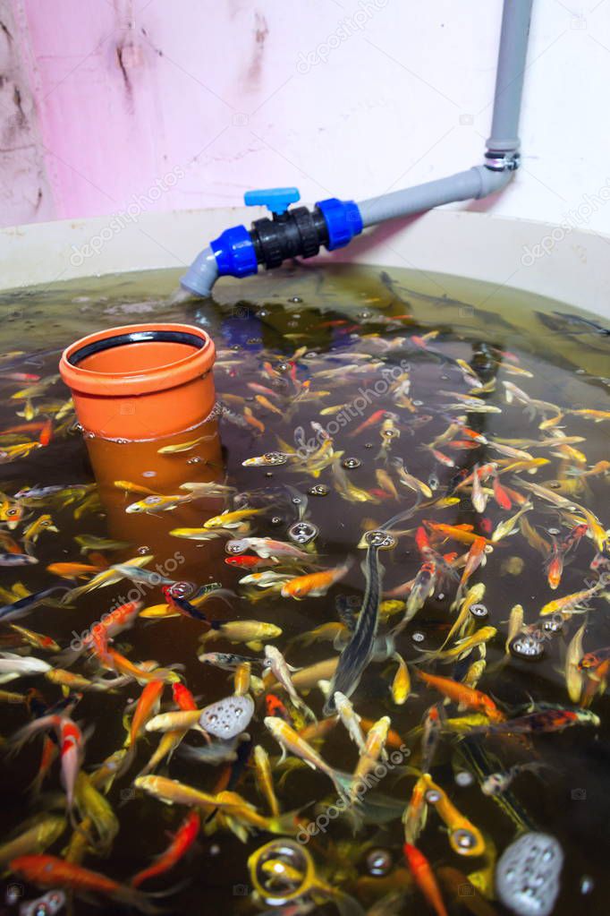 Various fish species in aquaponics system, combination of fish aquaculture with hydroponics, cultivating plants in water under artificial lighting