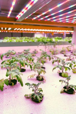 Domates genç bitkiler su ürünleri sistemi hydroponics ile balık yetiştiriciliği birleştirerek, yapay aydınlatma altında suda bitkiler yetiştirme büyümek