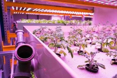 Domates genç bitkiler su ürünleri sistemi hydroponics ile balık yetiştiriciliği birleştirerek, yapay aydınlatma altında suda bitkiler yetiştirme büyümek