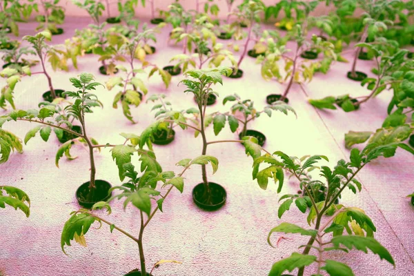 Tomaten Jonge Planten Groeien Aquaponics Systeem Dat Vis Aquacultuur Combineert — Stockfoto