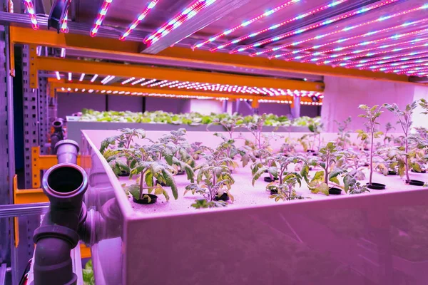 Tomato young plants grow in aquaponics system combining fish aquaculture with hydroponics, cultivating plants in water under artificial lighting