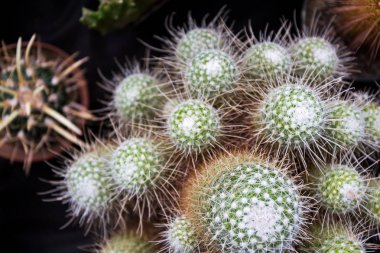 Güzel dikenli yeşil kaktüs çiçek bitki, düz görünümü yatıyordu, siyah arka plan