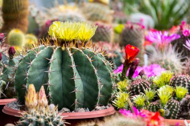 Güzel renkli çiçeklenme kaktüs çiçek bitkileri, portakal sera