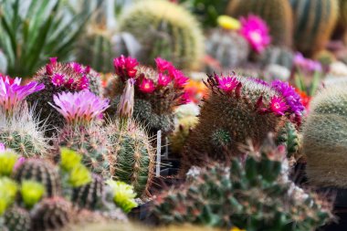Güzel renkli çiçeklenme kaktüs çiçek bitkileri, portakal sera