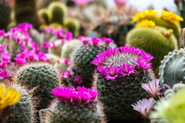 Güzel renkli çiçeklenme kaktüs çiçek bitkileri, portakal sera