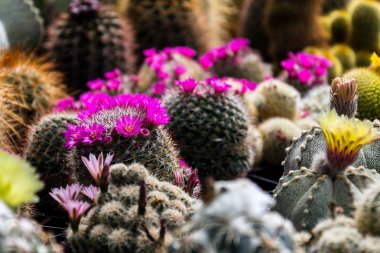 Güzel renkli çiçeklenme kaktüs çiçek bitkileri, portakal sera