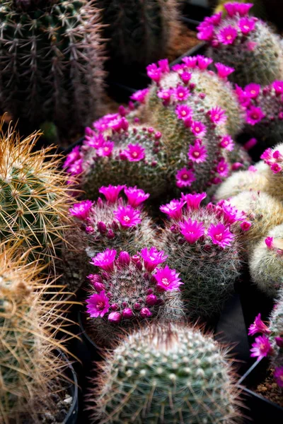 Belas Plantas Flores Cacto Coloridas Estufa Laranjaria — Fotografia de Stock