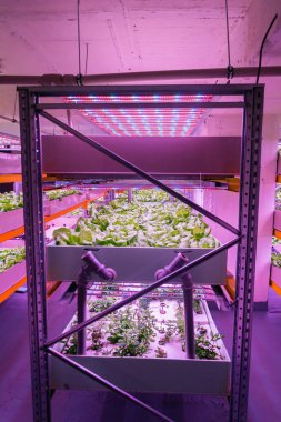 Su ürünleri yetiştiriciliği ile su ürünleri yetiştiriciliğini birleştiren, yapay aydınlatma altında suda bitki yetiştirme, iç mekanlarda marul ile raflar