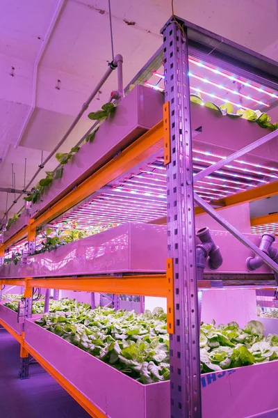 Estantes Con Lechuga Sistema Acuapónico Combinando Acuicultura Peces Con Hidroponía — Foto de Stock