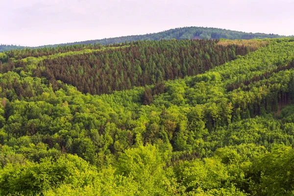 Stunning aerial view of colorful summer mixed forest with deciduous and coniferous trees, wood diversity, water retention concept, summer blue cloudy sky, copy space