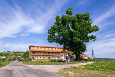 Zitkova köyü çevresinde çiçek açan sarı karahindibaile güzel yaz manzarası, arka planda Beyaz Karpatlar, Çek ve Slovak cumhuriyetleri, güneşli bir gün, berrak mavi gökyüzü