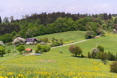 Zitkova köyü çevresinde çiçek açan sarı karahindibaile güzel yaz manzarası, arka planda Beyaz Karpatlar, Çek ve Slovak cumhuriyetleri, güneşli bir gün, berrak mavi gökyüzü
