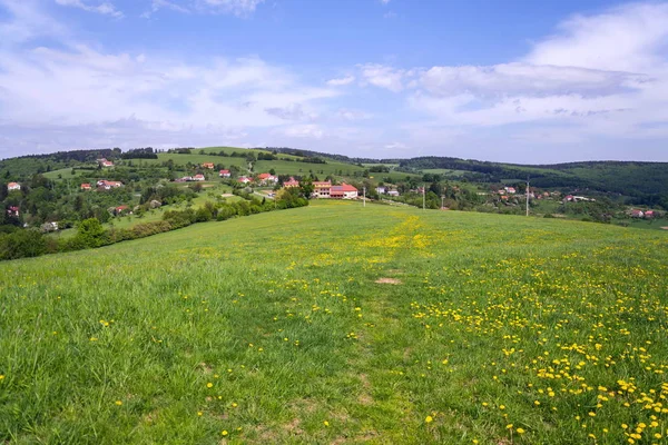 Prachtige Zomer Landschap Met Bloeiende Gele Paardebloemen Rond Zitkova Dorp — Stockfoto