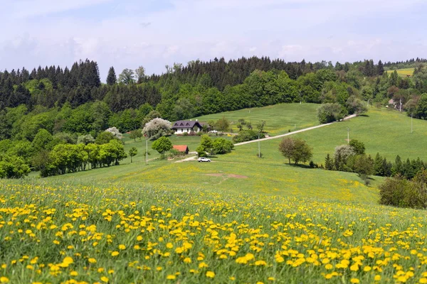 Bellissimo Paesaggio Estivo Con Denti Leone Gialli Fiore Intorno Villaggio — Foto Stock