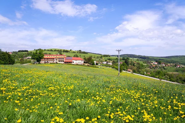 Prachtige Zomer Landschap Met Bloeiende Gele Paardebloemen Rond Zitkova Dorp — Stockfoto