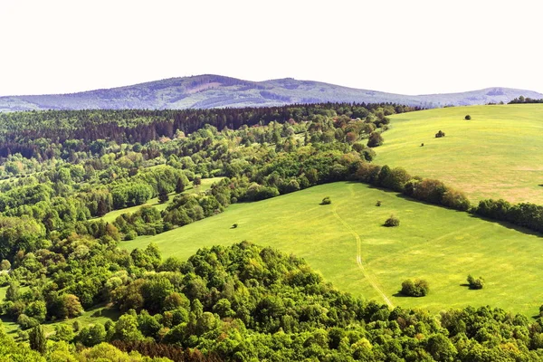 Hermoso Paisaje Verano Con Colorido Bosque Mixto Alrededor Del Pueblo —  Fotos de Stock