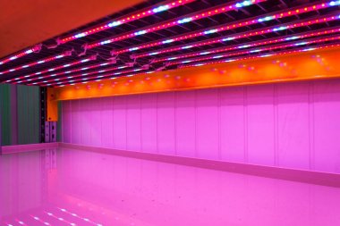 Aquaponics sisteminde boş rafların üzerindeki özel kırmızı beyaz ve mavi Led ışık kemerleri balık yetiştiriciliği ile hidroponikleri birleştiren, yapay aydınlatma altında suda bitki yetiştirme, iç mekanlar