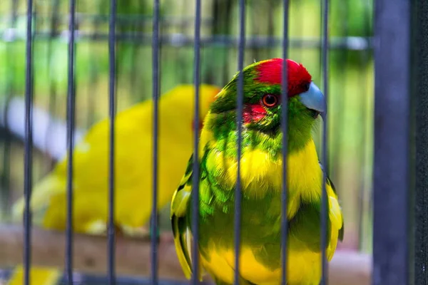 Kırmızı Taçlı Muhabbet Kuşu Veya Kırmızı Önlü Muhabbet Kuşu Kafeste — Stok fotoğraf