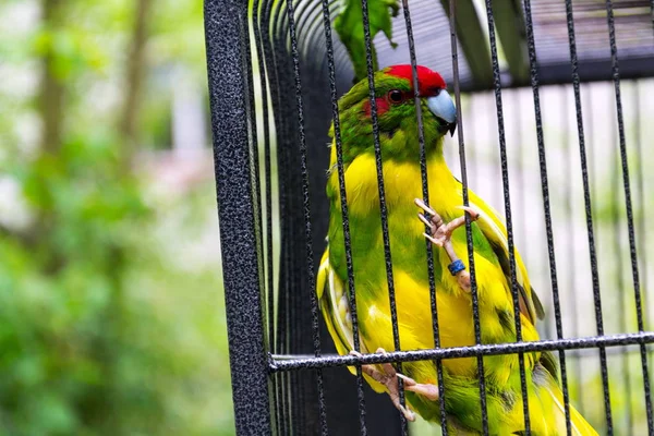 Rotkopfsittich Oder Rotstirnsittich Kakariki Papagei Aus Neuseeland Käfig — Stockfoto