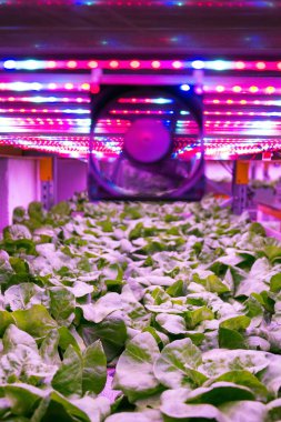 Ventilator and special LED lights belts above lettuce in aquaponics system combining fish aquaculture with hydroponics, cultivating plants in water under artificial lighting, indoors clipart