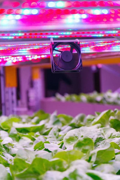 Ventilador Luces Led Especiales Cinturones Por Encima Lechuga Sistema Acuapónico — Foto de Stock