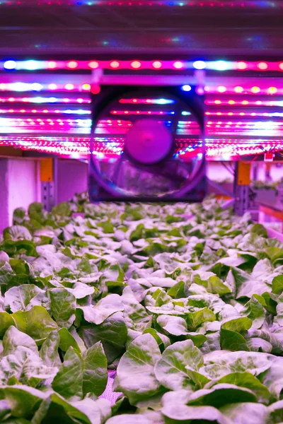 Ventilator Special Led Lights Belts Lettuce Aquaponics System Combining Fish — Stock Photo, Image