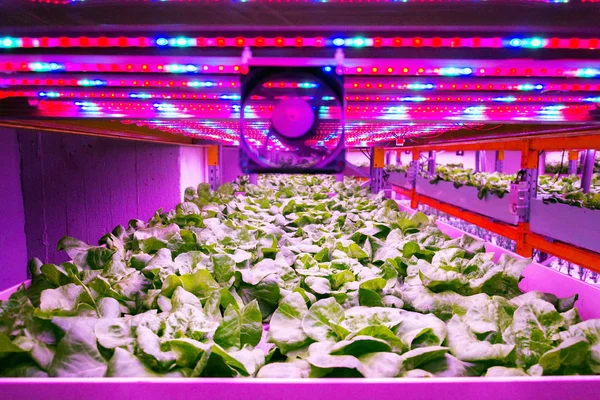 Ventilátor Különleges Led Lámpák Fölött Saláta Aquaponics Rendszer Ötvözi Hal — Stock Fotó