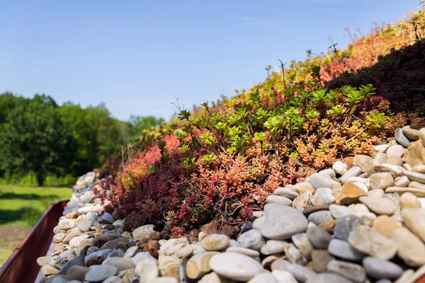 Clorful green living extensive sod roof detail covered with vegetation mostly tasteless stonecrop, sunny summer day