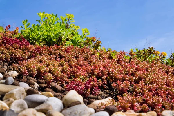 Clorful green living extensive sod roof detail covered with vegetation mostly tasteless stonecrop, sunny summer day