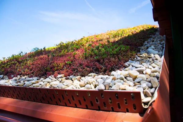 Cloroso Verde Vivendo Extenso Detalhe Telhado Sod Coberto Com Vegetação — Fotografia de Stock