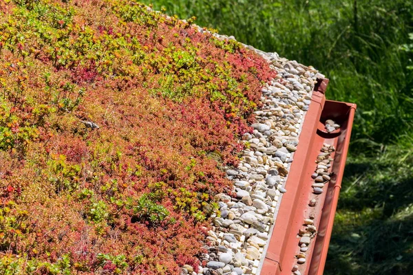 Clorful Vita Verde Ampio Dettaglio Tetto Sod Coperto Con Vegetazione — Foto Stock