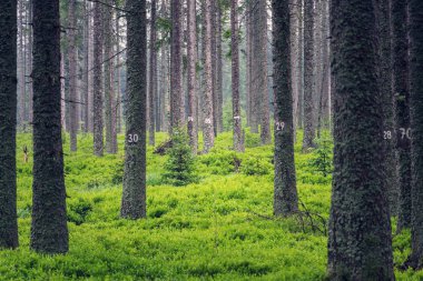 Kozalaklı ladin ağaçları, yaban mersini çalı, ormancılık kavramı üzerinde sayılar