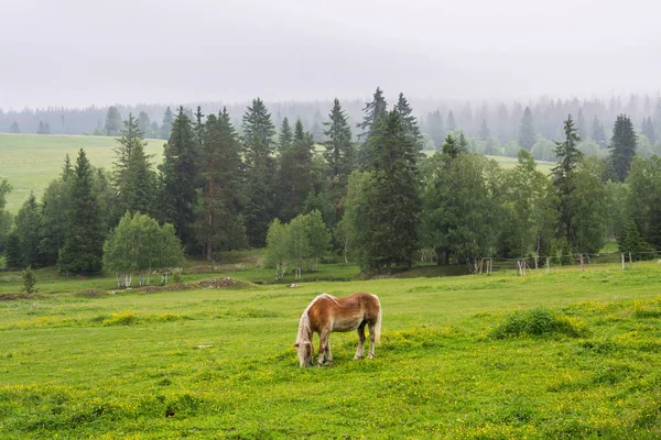 Beautiful Horse Graze Pasture Middle Woods Horska Kvilda Sumava Czech — стоковое фото