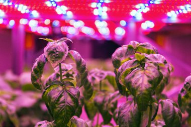 Aquaponics sisteminde fesleğen ot üzerinde Özel Led ışık kemerleri hydroponics ile balık yetiştiriciliği birleştiren, yapay aydınlatma altında suda bitkiler yetiştirme, kapalı