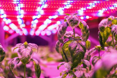 Aquaponics sisteminde fesleğen ot üzerinde Özel Led ışık kemerleri hydroponics ile balık yetiştiriciliği birleştiren, yapay aydınlatma altında suda bitkiler yetiştirme, kapalı