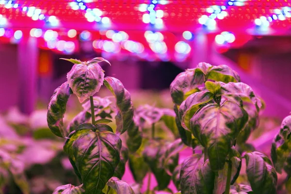 Aquaponics sisteminde fesleğen ot üzerinde Özel Led ışık kemerleri hydroponics ile balık yetiştiriciliği birleştiren, yapay aydınlatma altında suda bitkiler yetiştirme, kapalı