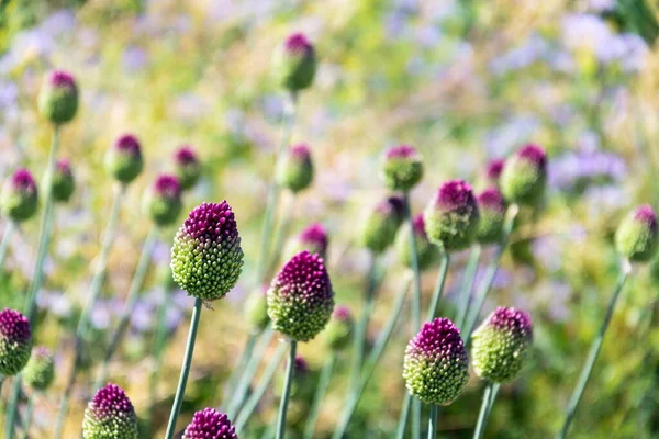 Beautiful purple green blooming round-headed garlic flower, allium sphaerocephalon on blurred summer meadow background, sunny day