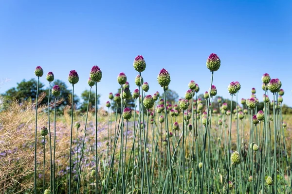 美しい紫色の緑の開花丸頭のニンニクの花 アリウムの球状ファロンぼやけた夏の牧草地の背景 晴れた日 ストックフォト