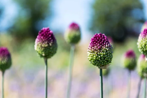 美しい紫色の緑の開花丸頭のニンニクの花 アリウムの球状ファロンぼやけた夏の牧草地の背景 晴れた日 ロイヤリティフリーのストック画像