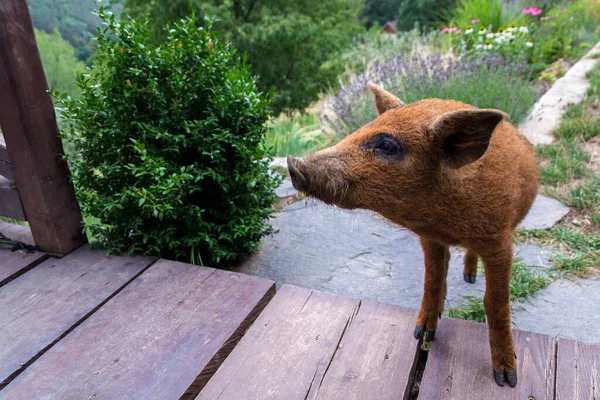 家の周りの庭で緑の芝生の上で実行されている小さな国内ベトナムの赤ちゃんミニ豚 日当たりの良い夏の日 — ストック写真