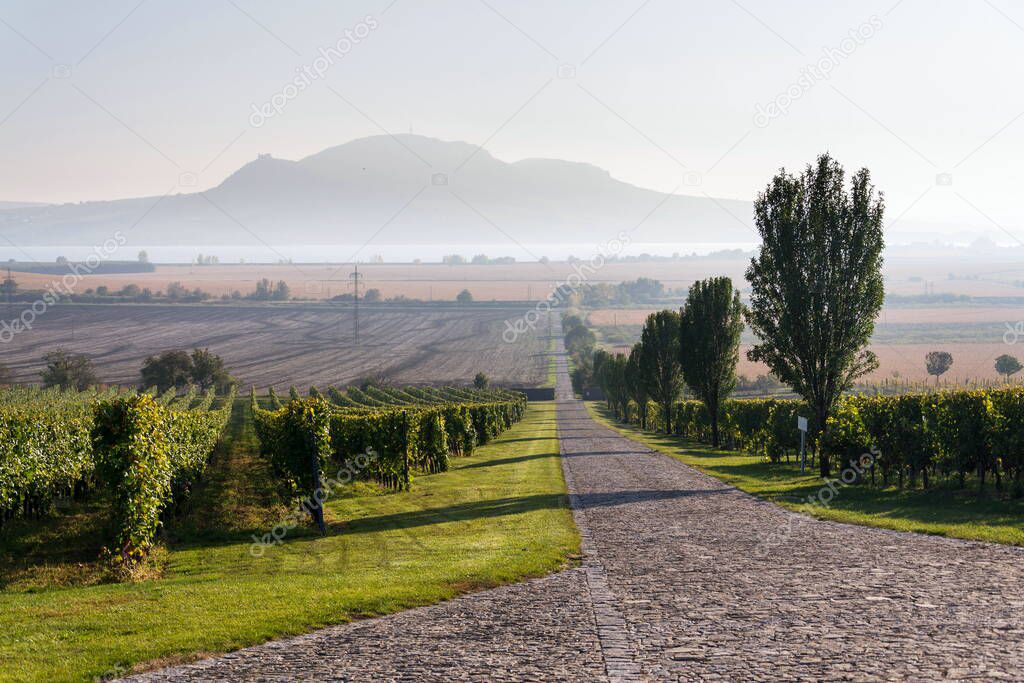 Beautiful green vineyard with Devin and Palava mountains in background on banks of Nove Mlyny water reservoir near Pavlov, South Moravia, Czech Republic, sunny summer day