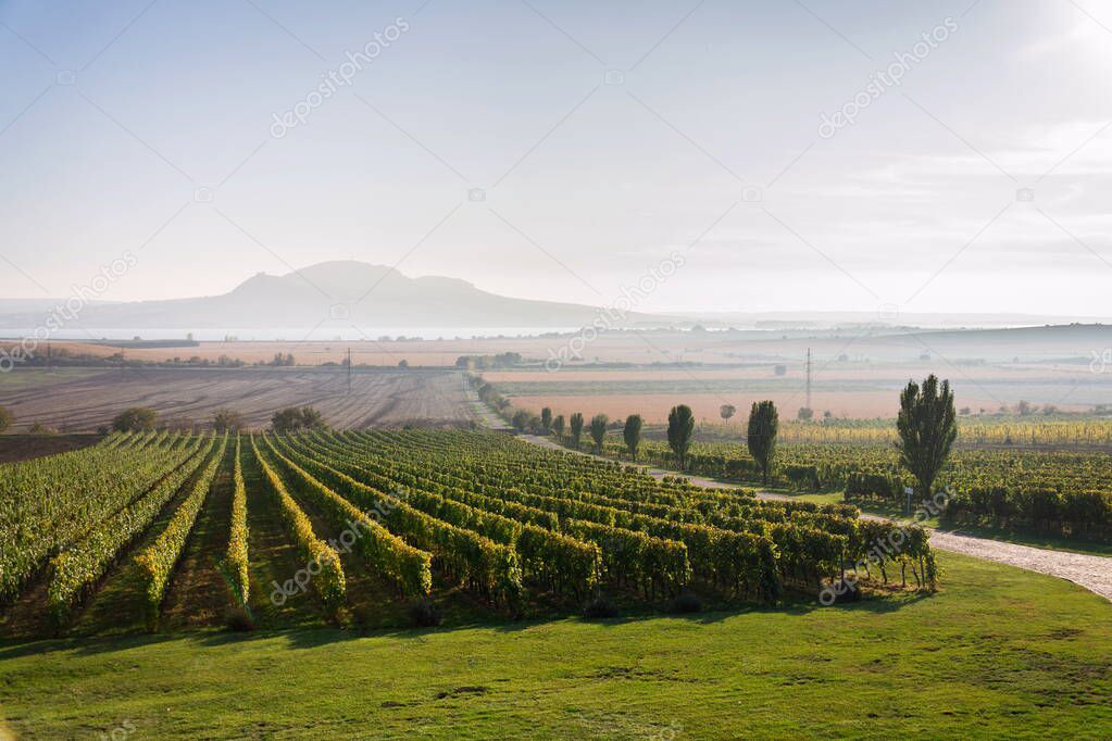 Beautiful green vineyard with Devin and Palava mountains in background on banks of Nove Mlyny water reservoir near Pavlov, South Moravia, Czech Republic, sunny summer day