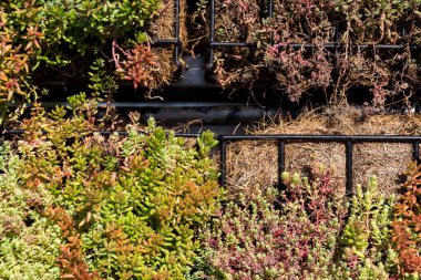 Yeşil bitkiler ve çimenler, toprak, yeşil yaşam duvarı, dikey bahçe dış cephesi ile dolu galvanize demir tel Gabion kutularından büyüyorlar. 