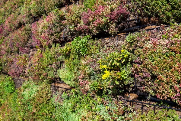 Plantas Verdes Hierba Que Crecen Través Malla Cajas Gaviones Alambre — Foto de Stock