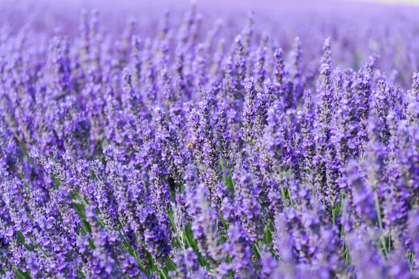 Mooie Lavendel Lavandula Bloeiende Plant Paars Veld Zonlicht Zachte Focus Stockafbeelding