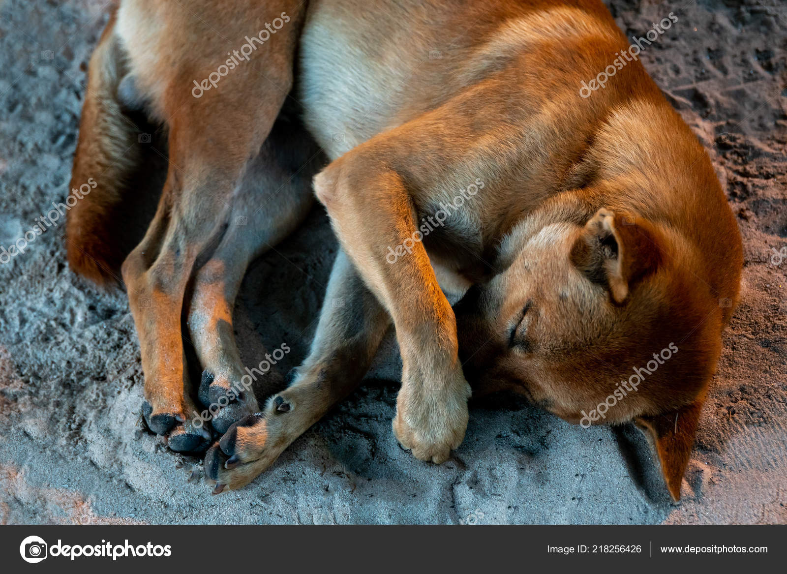 Can A Dog Sleep In A Muzzle