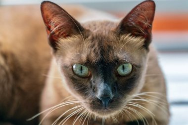 Birman kedisi, yakın çekim