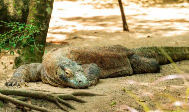 Komodo Dragon (Varanus komodoensis) san