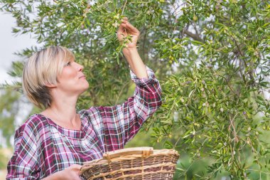 Damalı elbiseli güzel genç sarışın kadın bir ağaçtan hasır sepete zeytin toplar