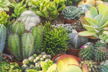 Tencerelerdeki farklı kaktüsler.